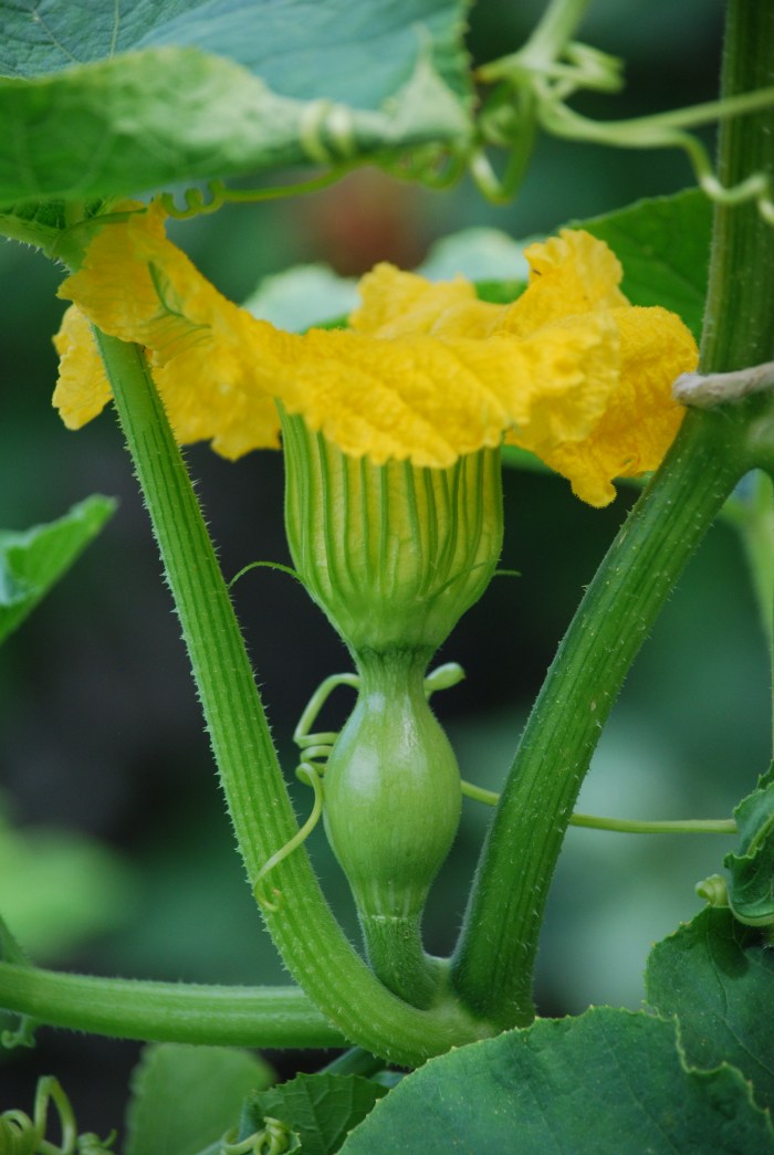 July 14 2019 Baby Squash 1 a