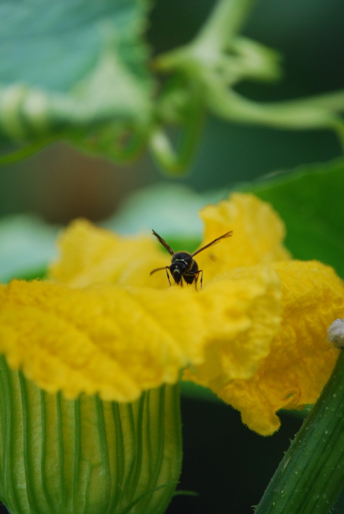 July 14 2019 Squash n Bee 1 a