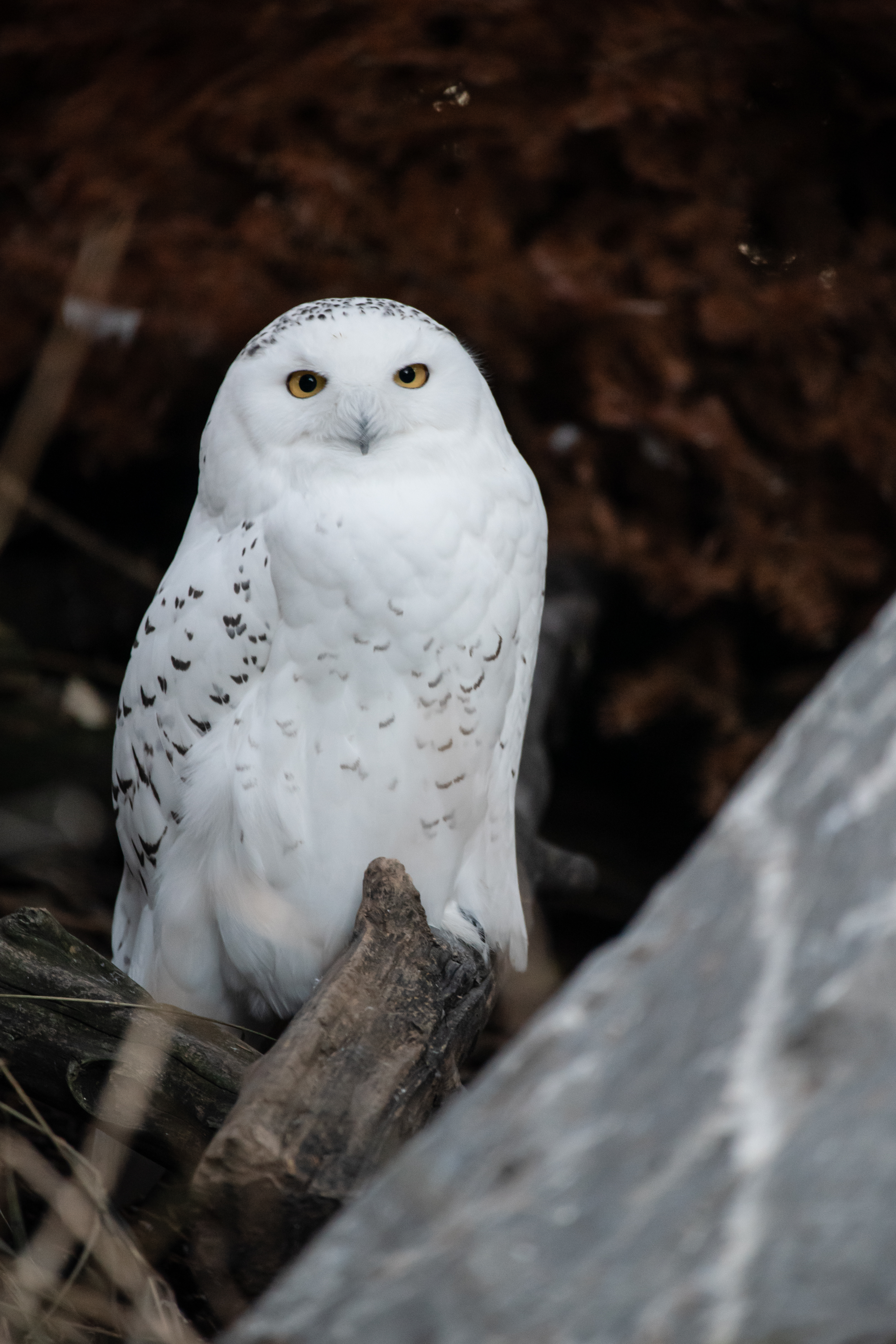 white owl