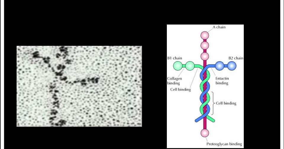 Laminin