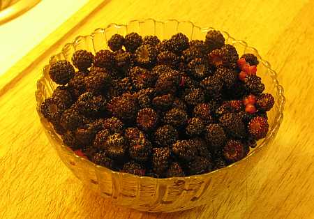 black-raspberries-small.jpg