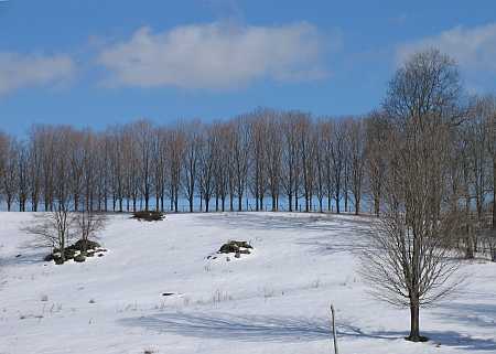 sentinals-small.jpg