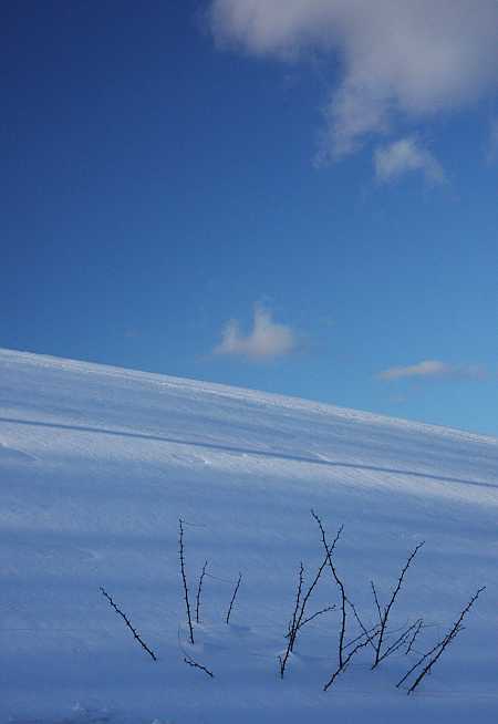 briers in snow briers in snow
