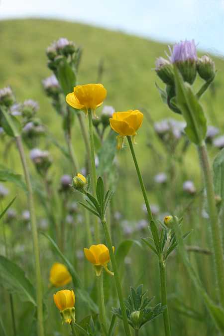buttercups and buttercups and