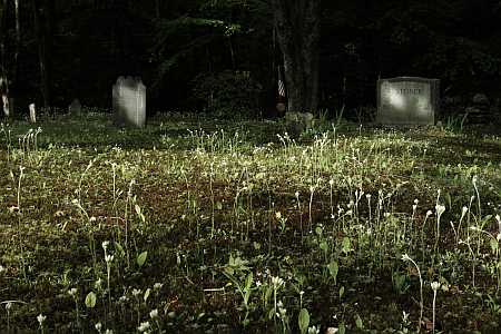 cemetery cemetery