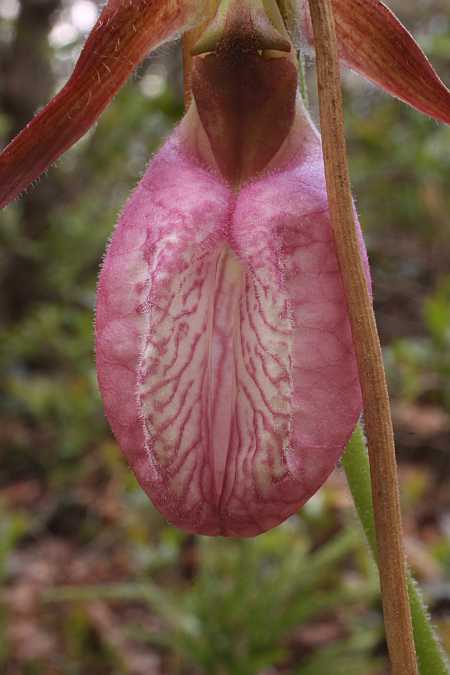 Lady's Slipper 2 Lady's Slipper 2