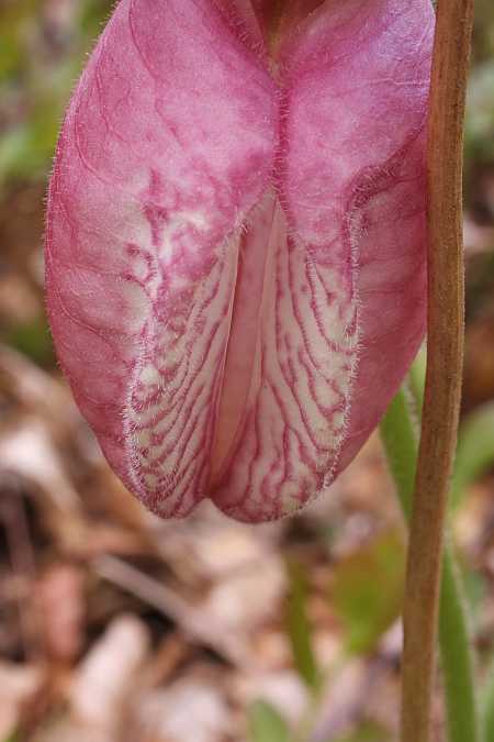 Lady's Slipper 4 Lady's Slipper 4