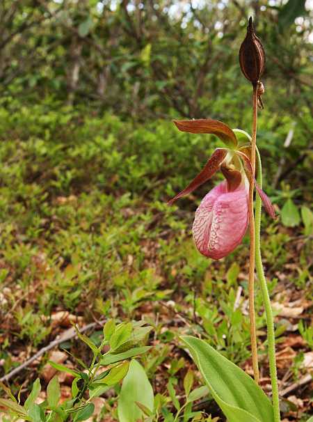 Lady's Slipper1 Lady's Slipper1