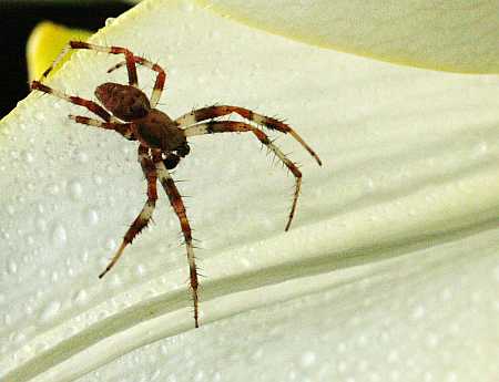spider in lily spider in lily