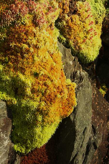 moss in Florida moss in Florida