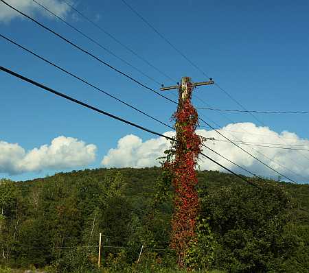 virginia creeper virginia creeper
