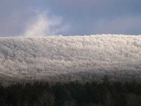 Florida rime