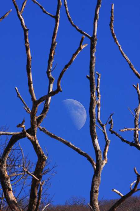 moonrise through branches