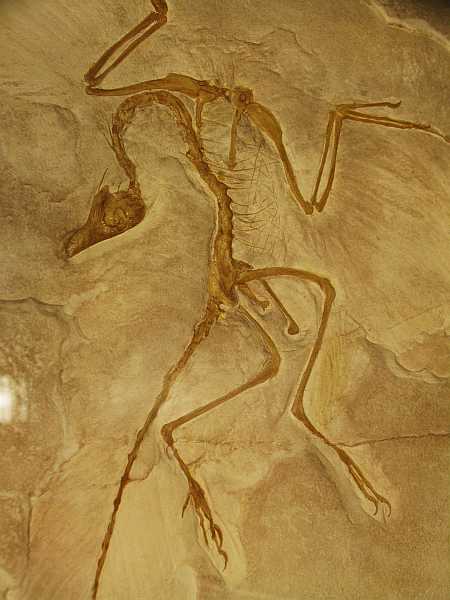 archeopteryx