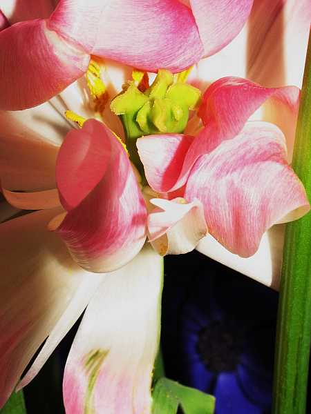 Pink and Blue