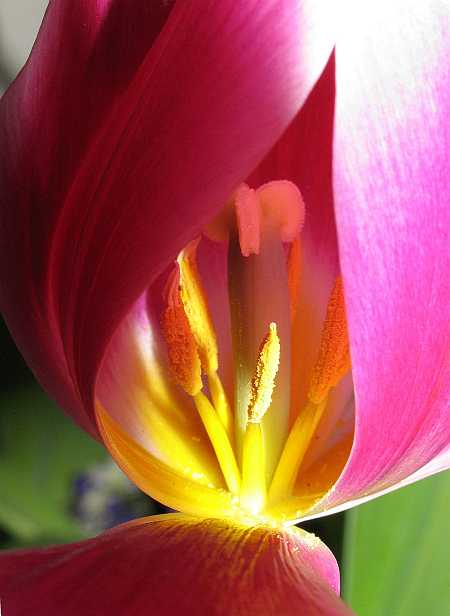 Red Tulip