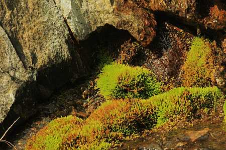 Roadcut moss