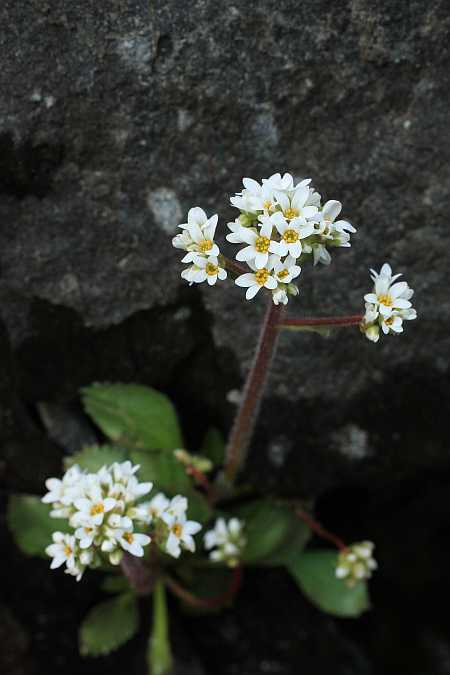 Saxifrage