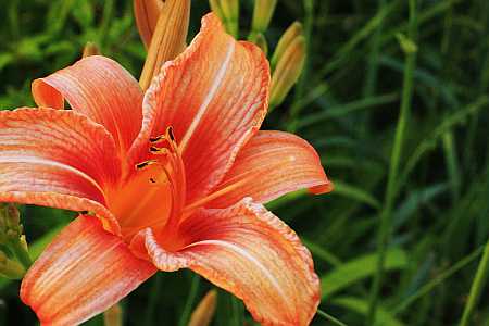 Field Lilies
