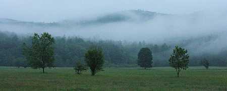 Trees and Mist