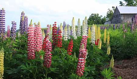 Watson Lupines
