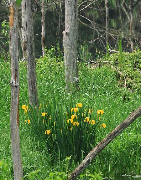 Yellow Flag Irises