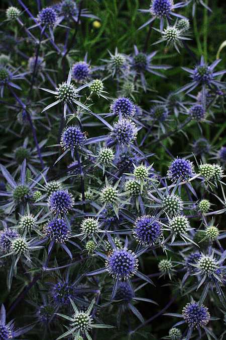 Blue Saphire