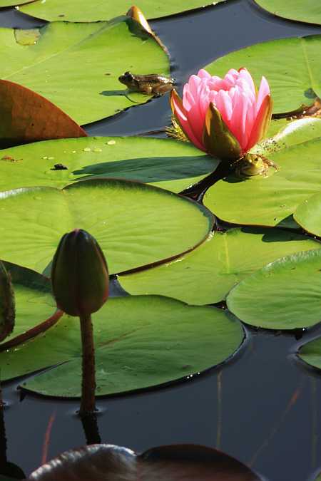Lily and Frogs
