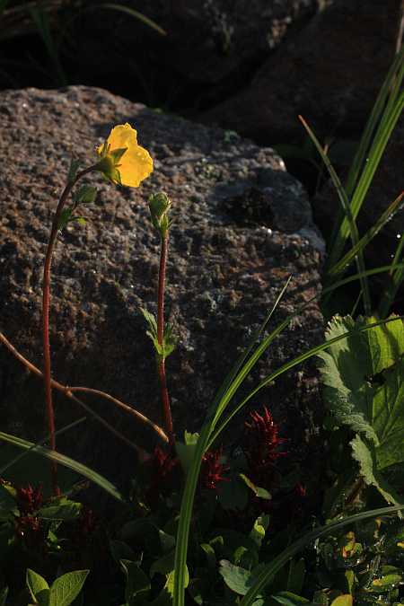 Mountain Avens