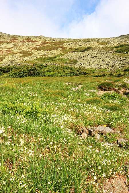 Mountain Phacelia