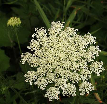 Water Hemlock