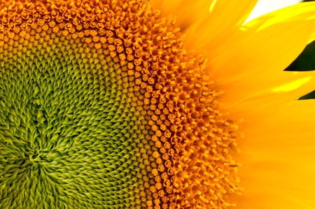 Sunflower, Cropped