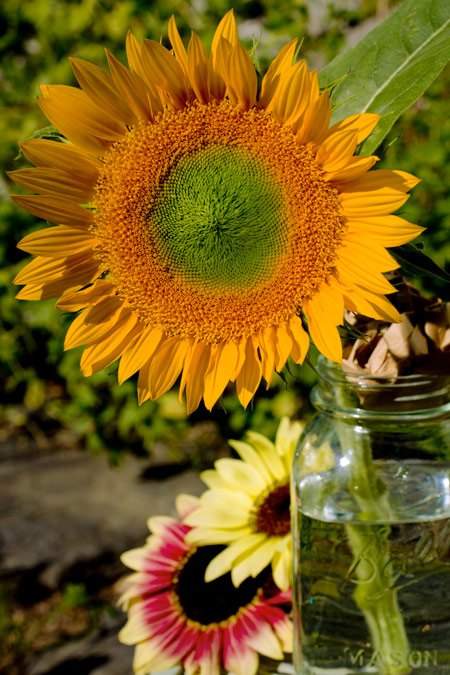 Susan's Sunflowers