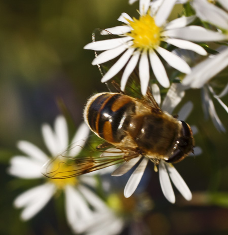 Honey Bee