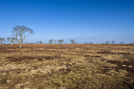 Nantucket Serengeti