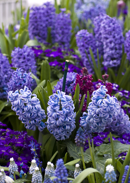 Blue Hyacinths