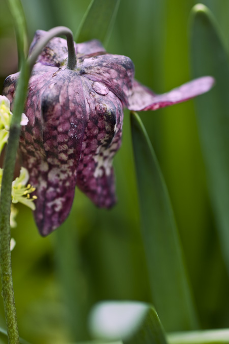 Purple Checkerboard