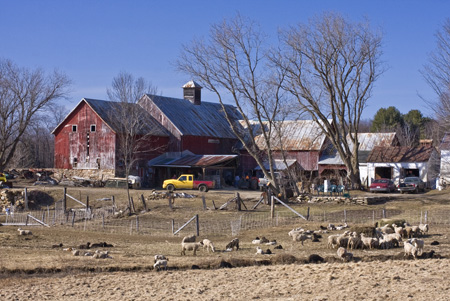 Sheep Farm