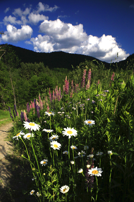 Daisies and Lupines