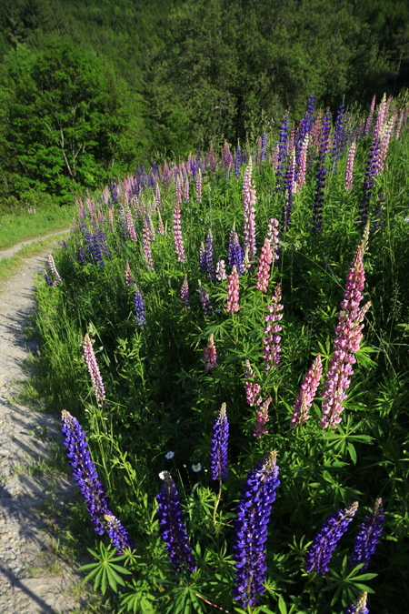 Lupine Field