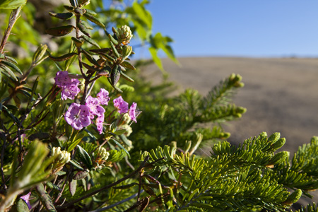 Mountain Azaleas
