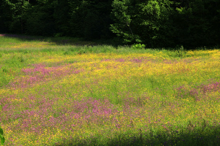 Summer Sherbet