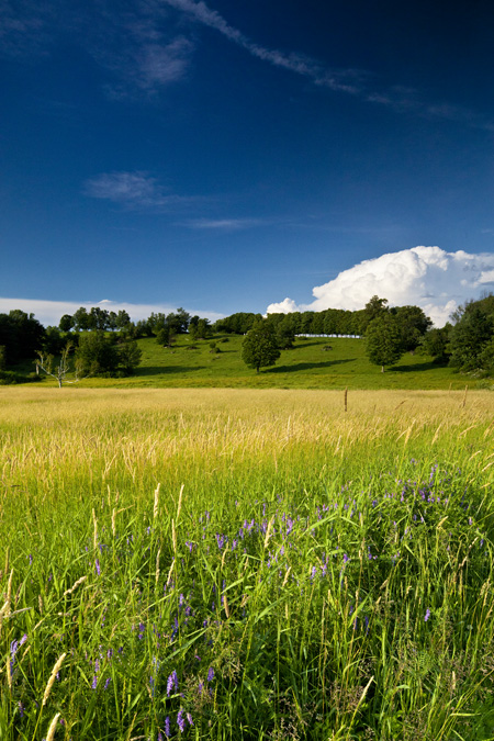 Gould's Field