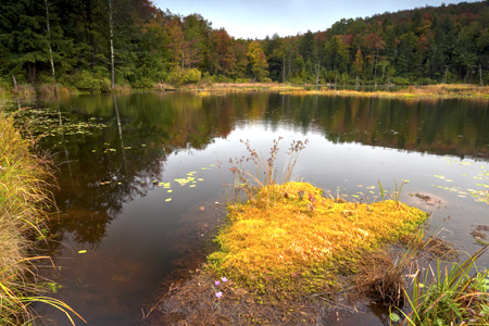 Sphagnum in Bog