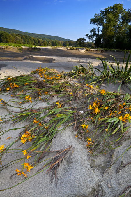 Yellow Flower Beds