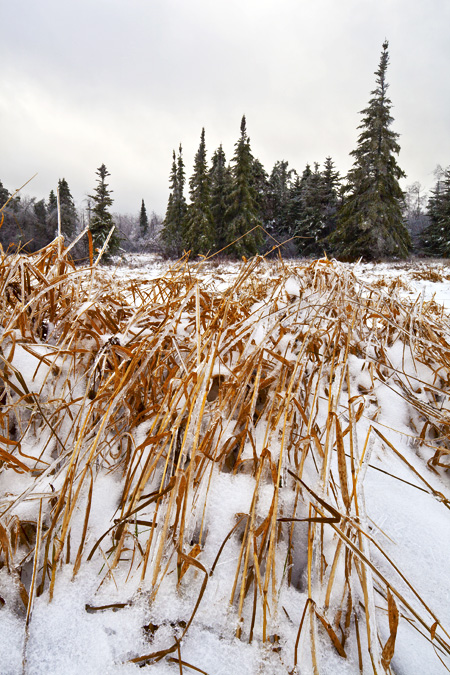 Grasses and Spruces