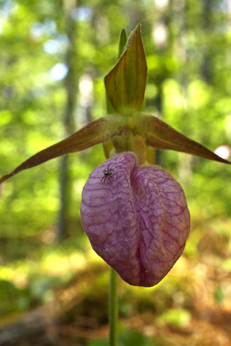 Lady's Slipper Up Close