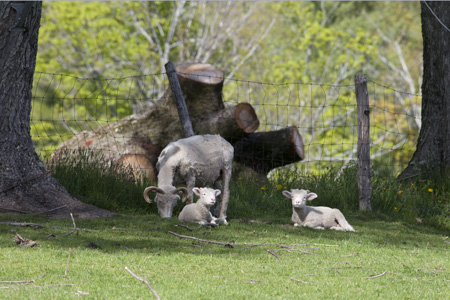 Mother and Lambs