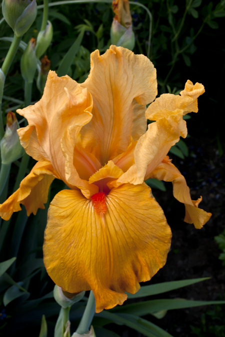Orange Blossom Special