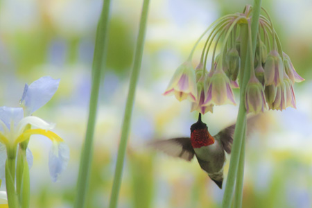 Ruby Throat
